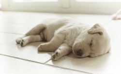 babyanimalposts:  feeling sad? you need this blog on your dash!