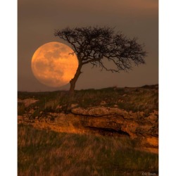 Blue Moon Tree #nasa #apod #erichouck #moon #bluemoon #fullmoon