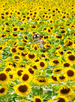 llbwwb:  Todays Cuteness :) via 500px / In the sunflower by junmit7)