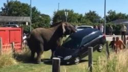   Elephant banging on a car and attacking tourists  