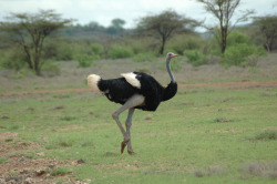 You’re so pretty ;_;  Somali Ostrich.