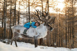 ninewhitebanners: More photos of Mongolia’s reindeer-herding