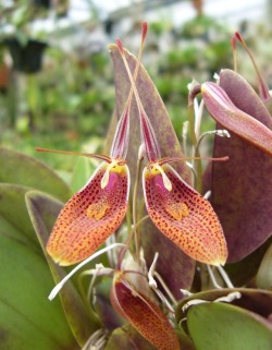 orchid-a-day: Restrepia elegans Syn.: Restrepia erythroxantha;