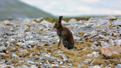 creatures-alive:Mountain Hare (Lepus timidus) by Andrew Mckie