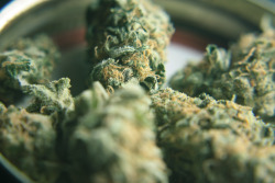 weedmygolden.tumblr.com/post/63332831926/