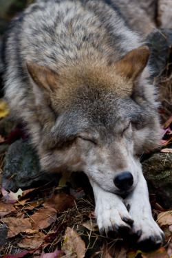 mistymorningme:  Sleepy Time by C. Young Photography Lakota