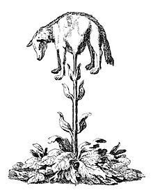 cryptid-wendigo: The Vegetable Lamb of Tartay is a legend from