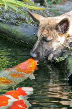  (via 500px / Kissing a koi by Dorri Eijsermans) 