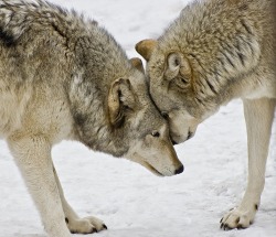 beautiful-wildlife:  Greeting by Gary Slawsky 