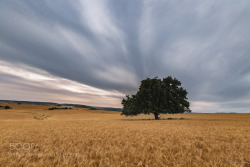 superbnature:  lonely tree by YanivTzadok http://ift.tt/1VTGQLd