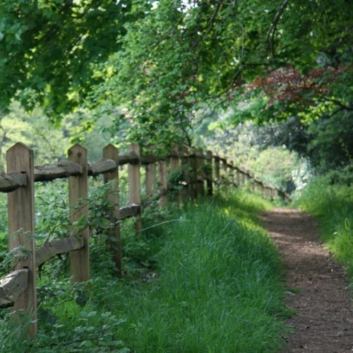 A walk in the woods