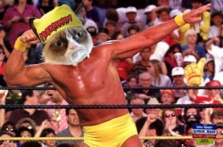 realgrumpycat:  TONIGHT: Grumpy Cat takes over Monday Night #RAW