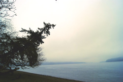  The colors in-between. Point Defiance (Jan. 2014) 