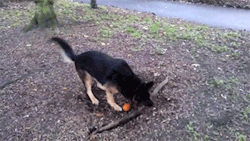 sizvideos:  Dog Really Wants This Root Video 
