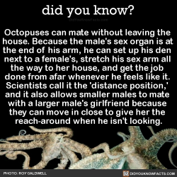 did-you-kno:  Octopuses can mate without leaving the  house.