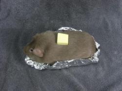 animal-factbook:  Baked Potato 