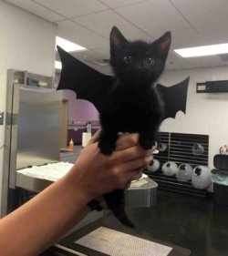 babyanimalgifs:  Here’s a kitten dressed as a bat to brighten