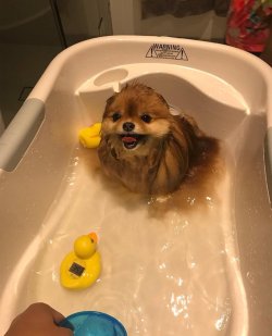 babyanimalgifs:  “why don’t u blow dry ur hair after showering?”