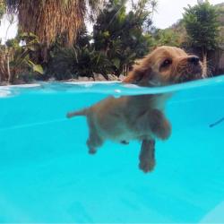 awwww-cute:This is Cooper. He likes to swim