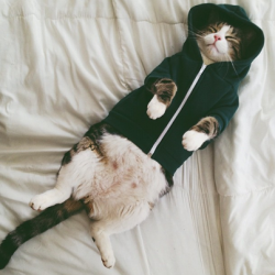 Such a chilled out cat just relaxing in his hoodie.