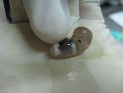 purgefluid:A human embryo 6 weeks after fertilisation.