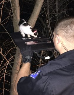 webofgoodnews:  Officers lure trapped cat to safety using red-dot