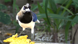 becausebirds:  The Curl-crested Jay has a stylish hairdo, just
