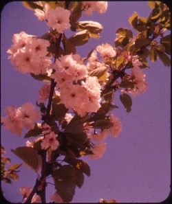 twoseparatecoursesmeet:  Flowering Plum, 1950s Bruce Thomas 