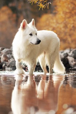 e4rthy:  White Beauty by Anne Geier   