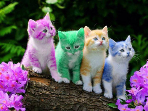 Purrfect pastels