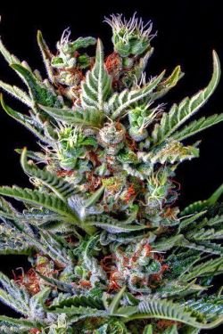 weedseedsandbongs:  The Cannabis Grow Bible: The Definitive Guide