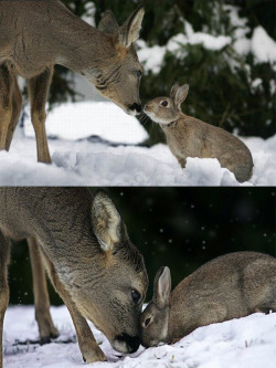 legalfunnybunny:  awwww-cute:Bambi and Thumper  my heart  cosmicbuttsparkles