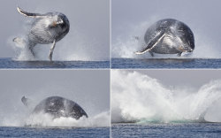 Cavorting cetacean (Humpback whale breaching off Port St. Johns,