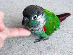 omgtsn:pleased to meet you i’m birb 