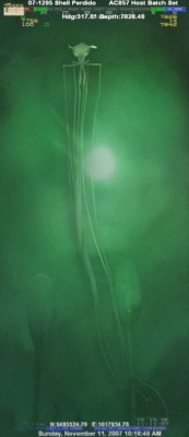 Photo of rarely seen deep-sea cephalopod, bigfin squid, taken