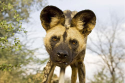 trilllizard666: ainawgsd:  ainawgsd: African Wild Dogs May was