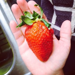 Literally the biggest strawberry I’ve seen. Look at it