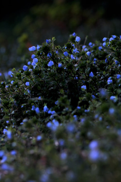greenreblooming:  always always in love with tiny blues *27 march