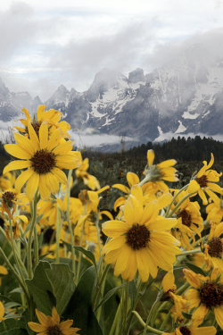 expressions-of-nature:  sunflowers & rain, Grand Teton :