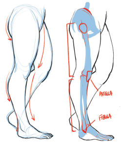 howtodrawcomics: Besides knowing your anatomy from head to toe,