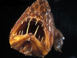 sixpenceee:  The fangtooth has the largest teeth of any fish