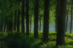 leafilly:  paleception:  hvllucinvtion:  you’re plantastic