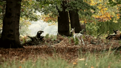 english-idylls:  Deer in Richmond Park. 