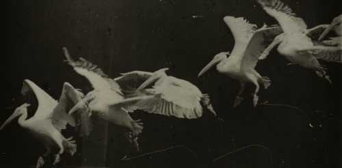 magictransistor:  Ã‰tienne-Jules Marey. Flight of the Heron.1883. 