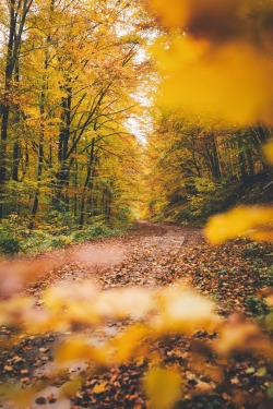 bokehm0n:  Colors of Fall. 