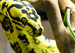 animals-animals-animals:  Jungle Carpet Python (Morelia Spilota