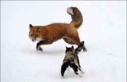 Always stand your ground (cat facing down a fox)