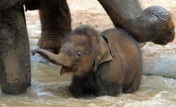 awwww-cute:  In Honor of World Elephant Day (Source: http://ift.tt/1Nb3U2k)