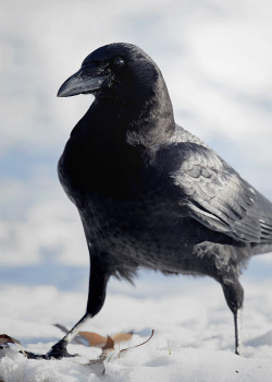 Black bird&hellip;.#crow