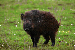 funkysafari:  Wild boar (Sus scrofa) by António A Gonçalves